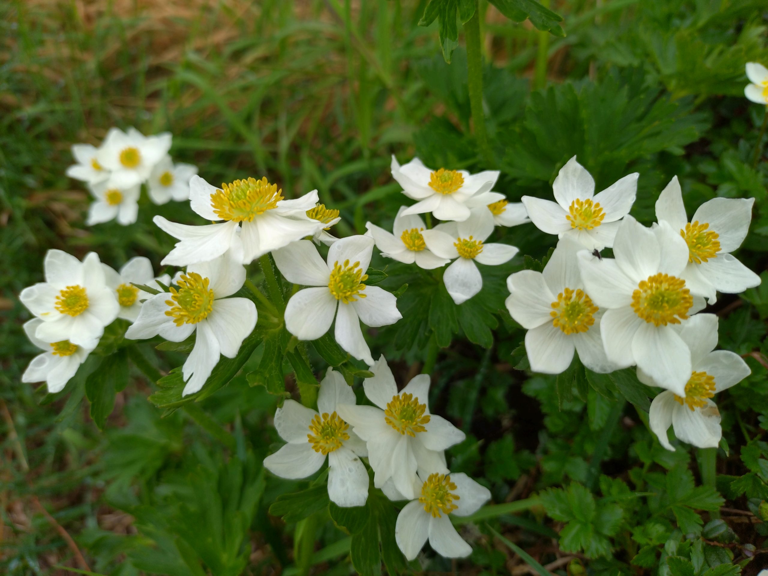 ちんぐるまツアーズ
