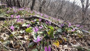 カタクリ群生 カタクリ群生