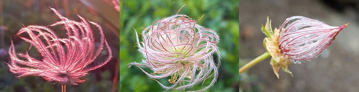 チングルマの綿毛三様