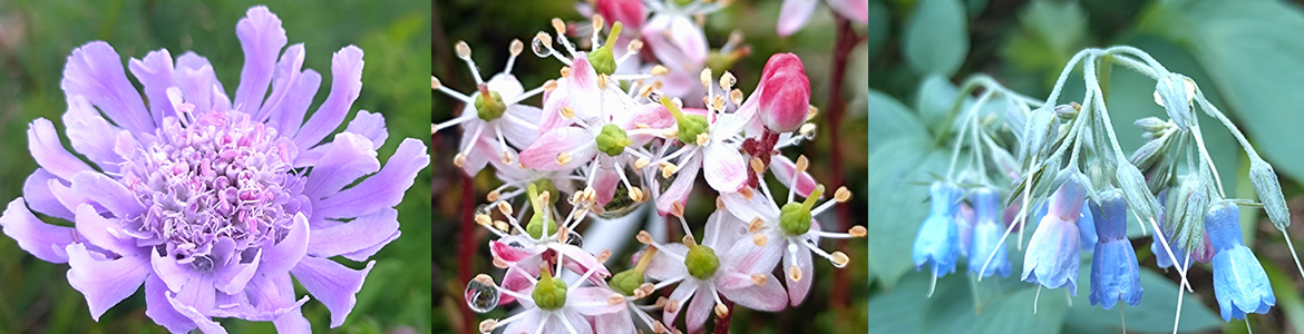 ミヤママツムシソウ、チシマツガザクラ、エゾムラサキ
