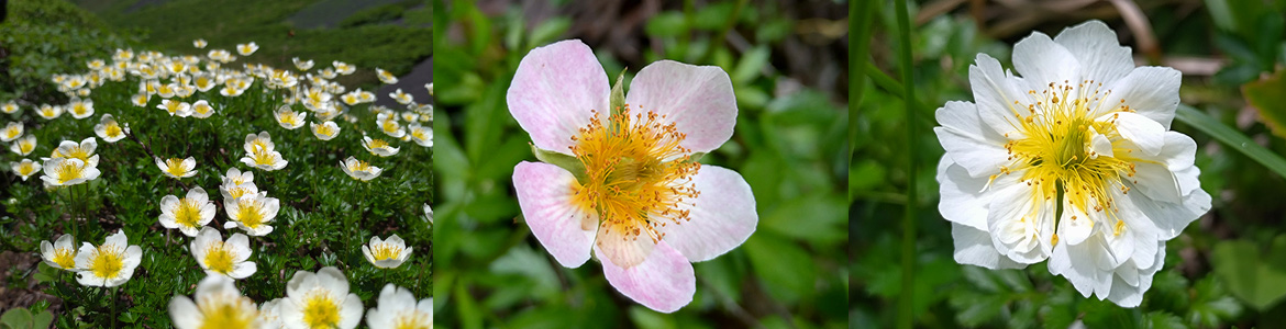 チングルマの花三様