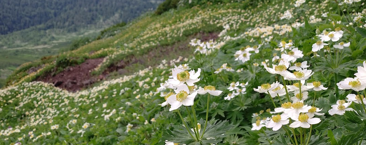 ハクサンイチゲの群落2