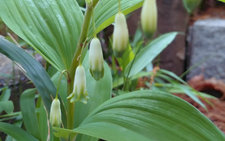 ちんぐるまツアーズ