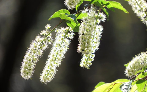 ちんぐるまツアーズ