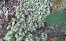 オオシラガゴケ