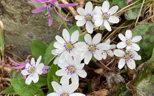 オオミスミソウ