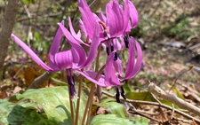 カタクリ　ちんぐるまツアーズ