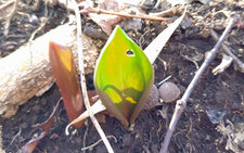 カタクリの実生