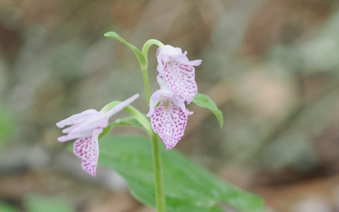ちんぐるまツアーズ