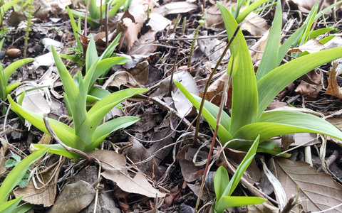 カンゾウの新芽