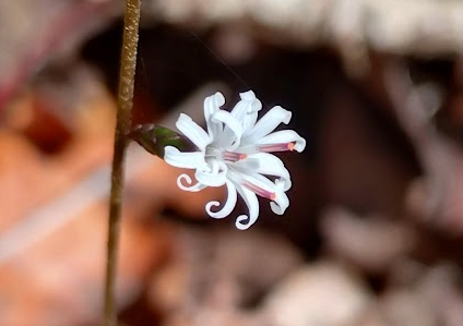 キッコウハグマ