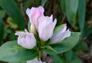 シロバナエゾリンドウ