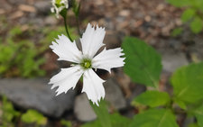 センジュガンピ