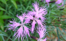 タカネナデシコ