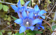 ちんぐるまツアーズ