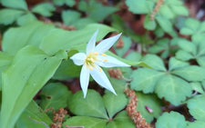 ちんぐるまツアーズ