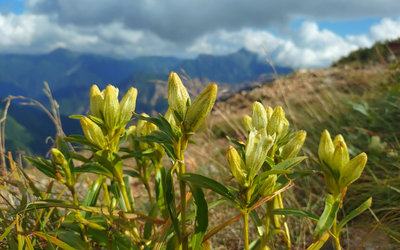 トウヤクリンドウ