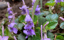 ナガハシスミレ