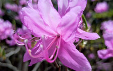 ちんぐるまツアーズ