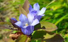 リンドウ リンドウ