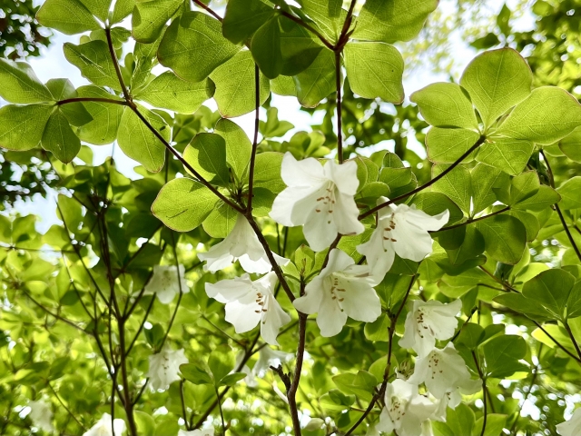 ちんぐるまツアーズ